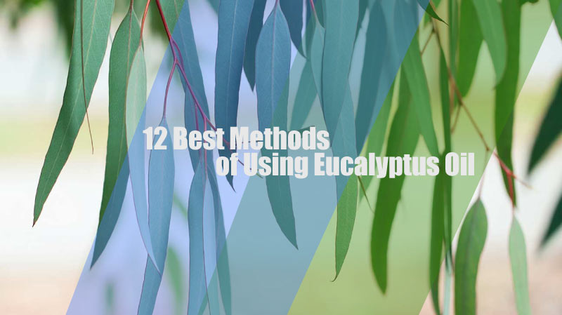 Best Methods of Using Eucalyptus Oil